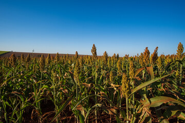 sorghum plantation in sunny day