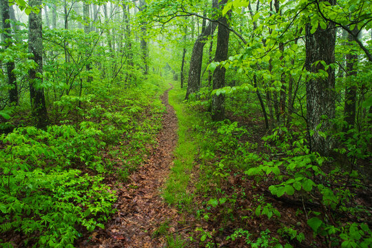 Lush trail in the Great Smoky Mountains National Park, North Carolina