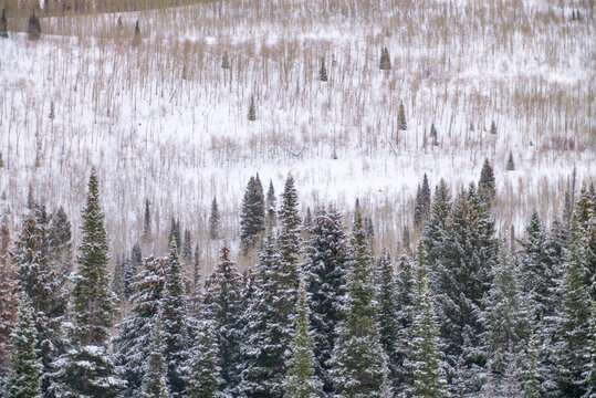 Sparse conifers in a snowy field in Utah in the winter