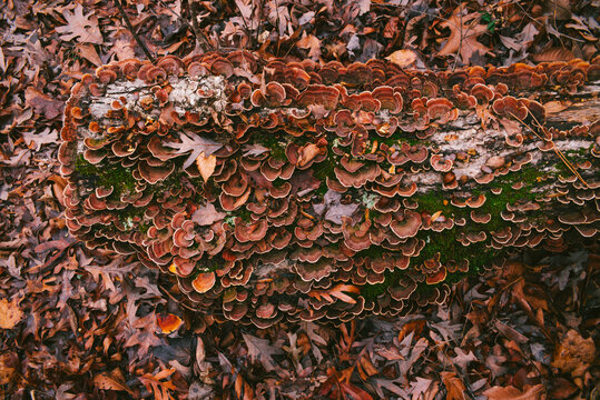 Red and brown lichen growing on a tree stump