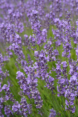Blooming English Lavender plants up close on a farm
