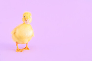 Cute duckling on lilac background