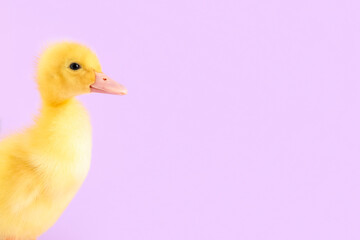 Cute duckling on lilac background
