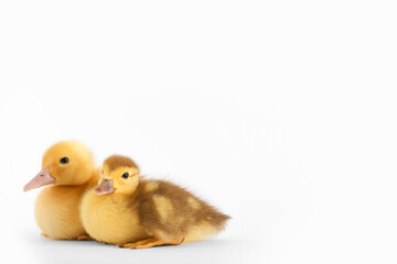 Cute ducklings on white background