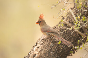Northern Cardinal