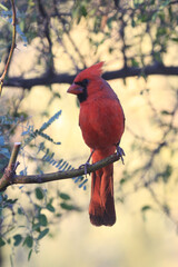 Northern Cardinal