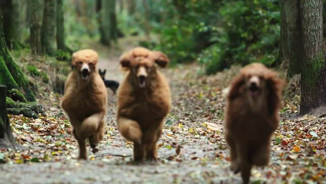 Three poodles running to the camera slowmotion in forest