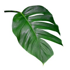 Green leaves pattern,leaf monstera isolated