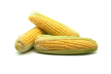 Maize or corn on the cob with leaves over white