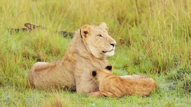 Cute Lion Cub in Africa, Adorable Lions Caring For and Looking after Baby, Amazing Animal Behaviour Showing Affection, African Wildlife Safari Animals Affectionate Interacting Animal Behavior