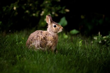 Bunny in the garden