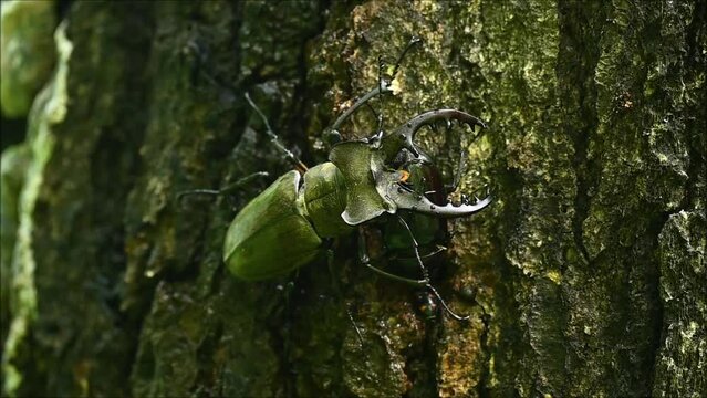 雌を守る雄のクワガタムシ