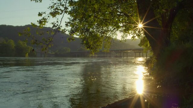 Tree growing by river bank with bridge in the background in Glen Lyn Virginia