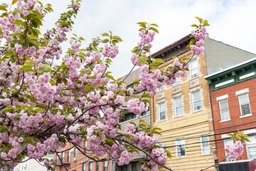 Beautiful Pink Cherry Blossom Tree in front of Old Residential Buildings in Astoria Queens of New...