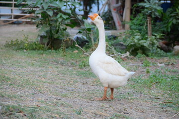 In the heart of nature, amidst rivers and lush trees, one can find a myriad of fascinating creatures.