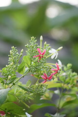 Amidst the Tranquil Blooms: Embrace the Serenity of Nature's Symphony