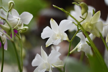 Amidst the Tranquil Blooms: Embrace the Serenity of Nature's Symphony