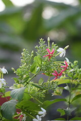 Amidst the Tranquil Blooms: Embrace the Serenity of Nature's Symphony