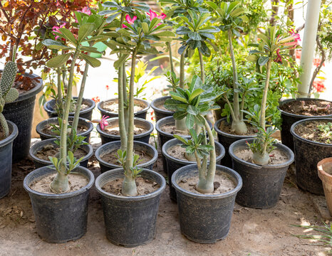 Adenium ornamental plants in plastic nursery pots for sale