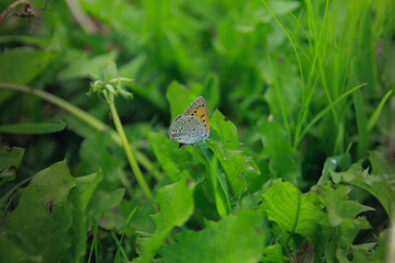 butterfly on the grass