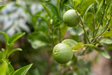 Small fruit growing on a citrus fruit tree in the orchard