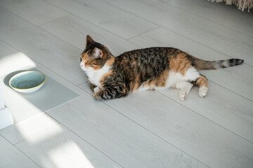 Hungry domestic colorful cat lying on floor near bowl waiting for food in modern apartment. Pet...