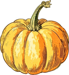 pumpkin watercolor isolated on white background