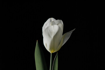 Tulips on dark background