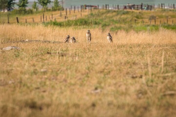 Obraz na płótnie Canvas A family of four burrowing owls standing watch on the Canadian prairie