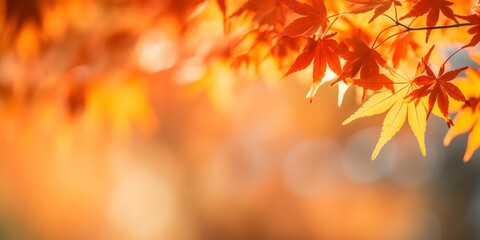 Naklejka na ściany i meble Beautiful maple leaves in autumn sunny day in foreground and blurry background in Kyushu, Japan. No people, close up, copy space, macro shot. AI generative