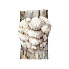 Lion's mane mushroom growing on a tree trunk. Watercolor illustration. Hand painted Hericium erinaceus fungus element. Lions mane medicinal mushroom grows on a tree. Natural image. White background © anitapol