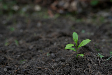 Hands of the farmer are planting the seedlings into the soil
