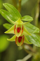 デンドロビウム・クルエンツムの花