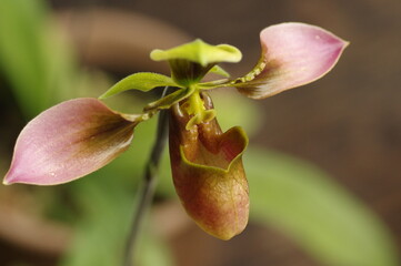 パフィオペディラム アップルトニアナムの花