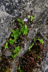 Greek butterwort // Griechisches Fettkraut (Pinguicula crystallina ssp. hirtiflora / Pinguicula hirtiflora) - Olympos mountain, Greece