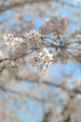 桜ポートレート