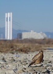 多摩川の猛禽類