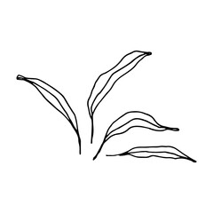 illustration of leaf hand drawn element