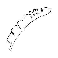 banana leaf hand drawn illustration