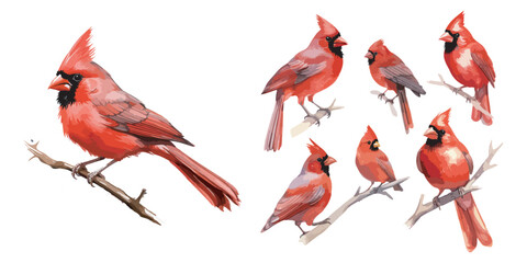 Watercolor Red Cardinal Bird clipart for graphic resources