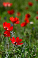 Poppy anemone // Kronen-Anemone (Anemone coronaria) - Mt. Olympos, Greece - obrazy, fototapety, plakaty