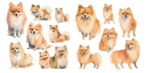 Watercolor Pomeranian dog clipart for graphic resources