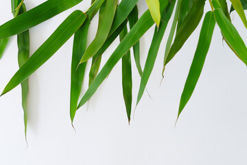 Beautiful Leaf Background with White Paper A Refreshing and Serene Combination