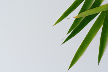 Beautiful Leaf Background with White Paper A Refreshing and Serene Combination