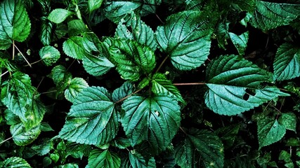 leaves in the forest