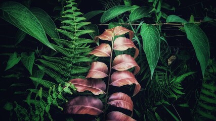 Fern leaves