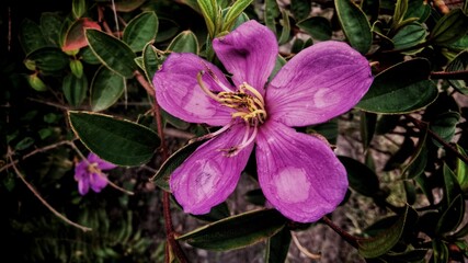 purple flower in the garden