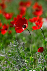 Poppy anemone // Kronen-Anemone (Anemone coronaria) - Mt. Olympos, Greece
