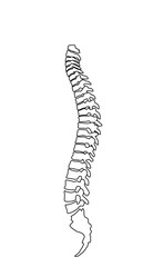 脊椎全体の形がわかるイラスト