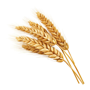 ears of wheat isolated on transparent background cutout